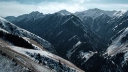 Последние маралы Кыргызстана